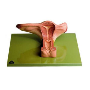 female genital organ model / for teaching / embryo / female