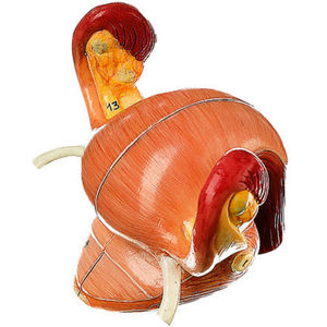 female genital organ model / for teaching / embryo / female