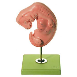 whole body anatomical model / for teaching / embryo
