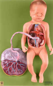 circulatory system model / for teaching / fetus