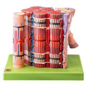 muscle fiber model / for teaching