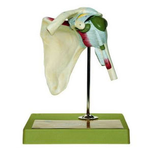 joint model / shoulder / for teaching