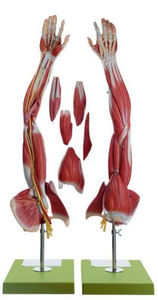 shoulder model / muscle / arm / for teaching