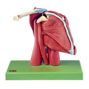 muscle model / shoulder / for teaching