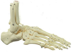 tibia model / foot / skeleton / for teaching