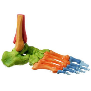 tibia model / foot / skeleton / for teaching