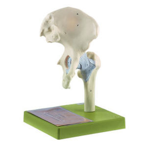 joint model / hip / for teaching