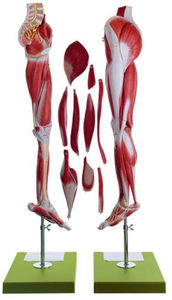 muscle model / leg / for teaching