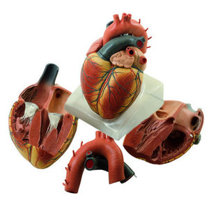 heart model / for teaching