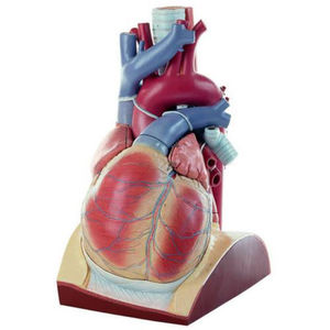 heart model / for teaching