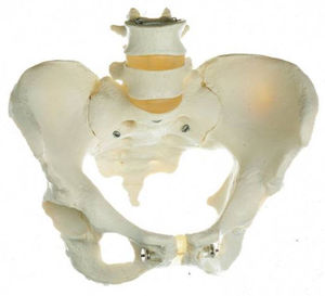 anatomical model with sacrum / pelvis / for teaching / female