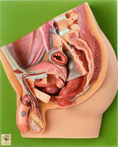 pelvis model / for teaching / male