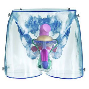 male genital organ model / for teaching / male / transparent