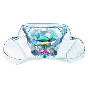 female genital organ model / for teaching / transparent