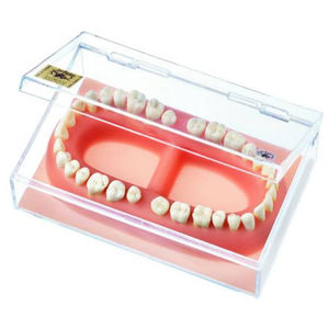 tooth model