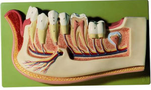 mandible model / for teaching