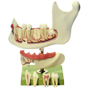 mandible model / for teaching