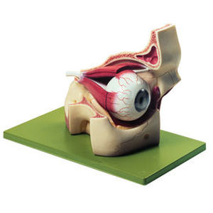 eye model / for teaching / with orbit