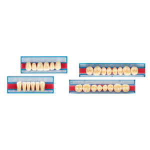 PMMA dental prosthesis / anterior teeth / posterior teeth