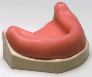 mandible model / gingival / for teaching / for implantology