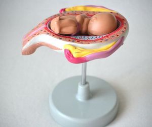 uterus model / for teaching / pregnancy / fetus