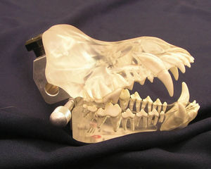denture model / for teaching / canine