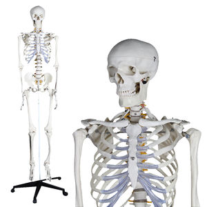 skeleton model / for teaching / articulated