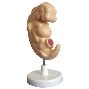 whole body anatomical model / for teaching / embryo
