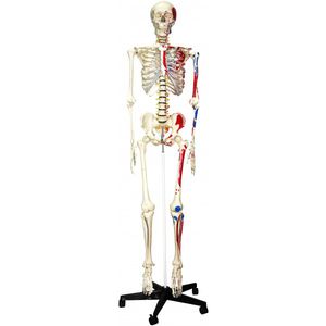 skeleton model / for teaching / with muscle marking