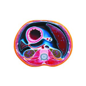 abdominal model / thorax / heart / for teaching