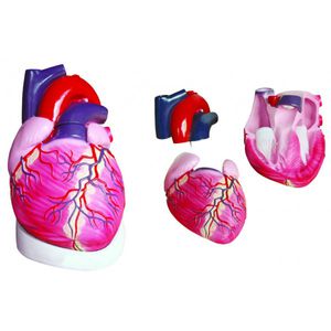 heart model / for teaching