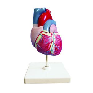 heart model / for teaching