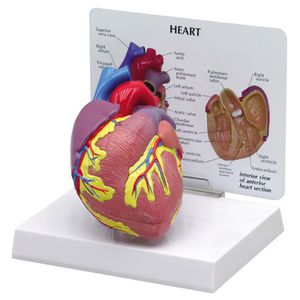heart model / for teaching