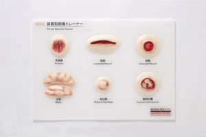 skin anatomical model / for teaching / pathological
