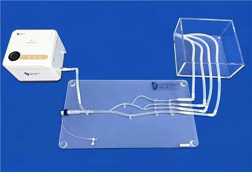 Femoral Artery Vascular Model Xzd Trando D Medical Technology