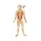 Whole Body Anatomical Model Ns Meiwo Science Nerve For