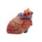 Heart Model MeiWo Science For Teaching Pig