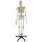 Skeleton model A205 RÜDIGER ANATOMIE whole body for teaching