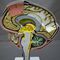 Brain Model Zkh N Educational Scientific Products Ltd For