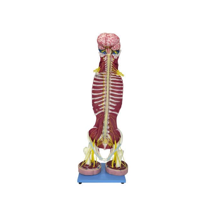 Modelo anatômico de coluna vertebral NS 01 MeiWo Science de