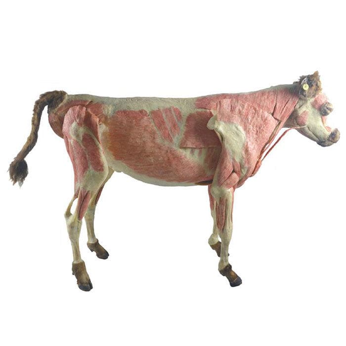 Modelo anatômico de corpo inteiro MWDW 003 MeiWo Science veterinário