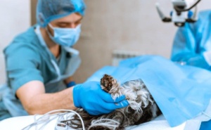 Veterinary surgery