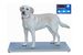 Veterinary weighing scales