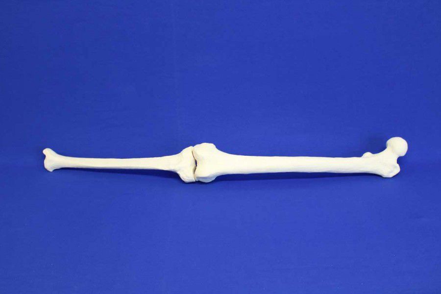 Tibia Model Lab Tibia anatomical model - TFE - Créaplast - femur / for teaching