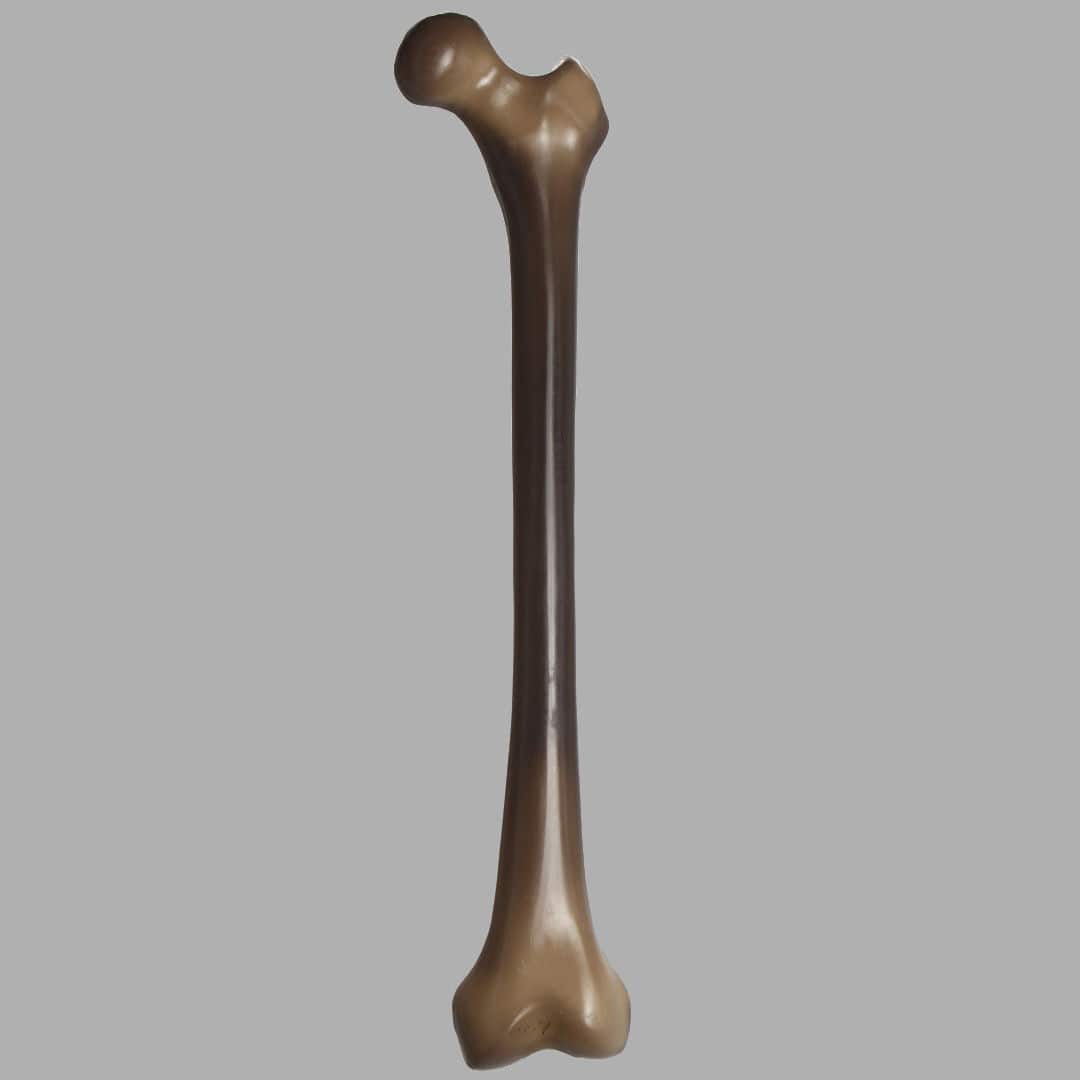 Bone model 3403 Sawbones/Pacific Research Labs femur / for