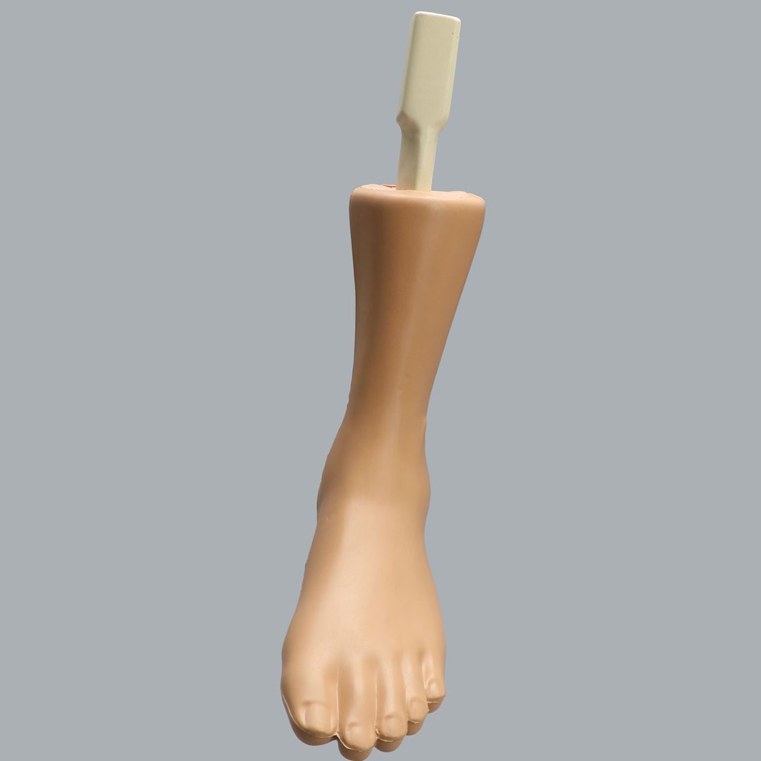 Bone model Able Advanced Sawbones/Pacific Research Labs ankle