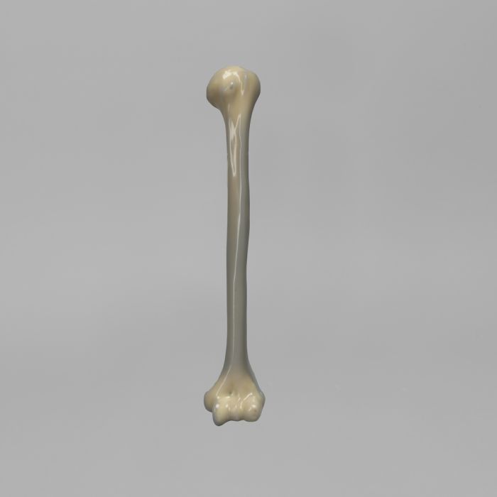 Bone Model - 3404 - Sawbones Pacific Research Labs - Humerus   Foam   Gray