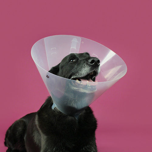 Dog veterinary collar BETSY™ CLEAR KVP International adjustable