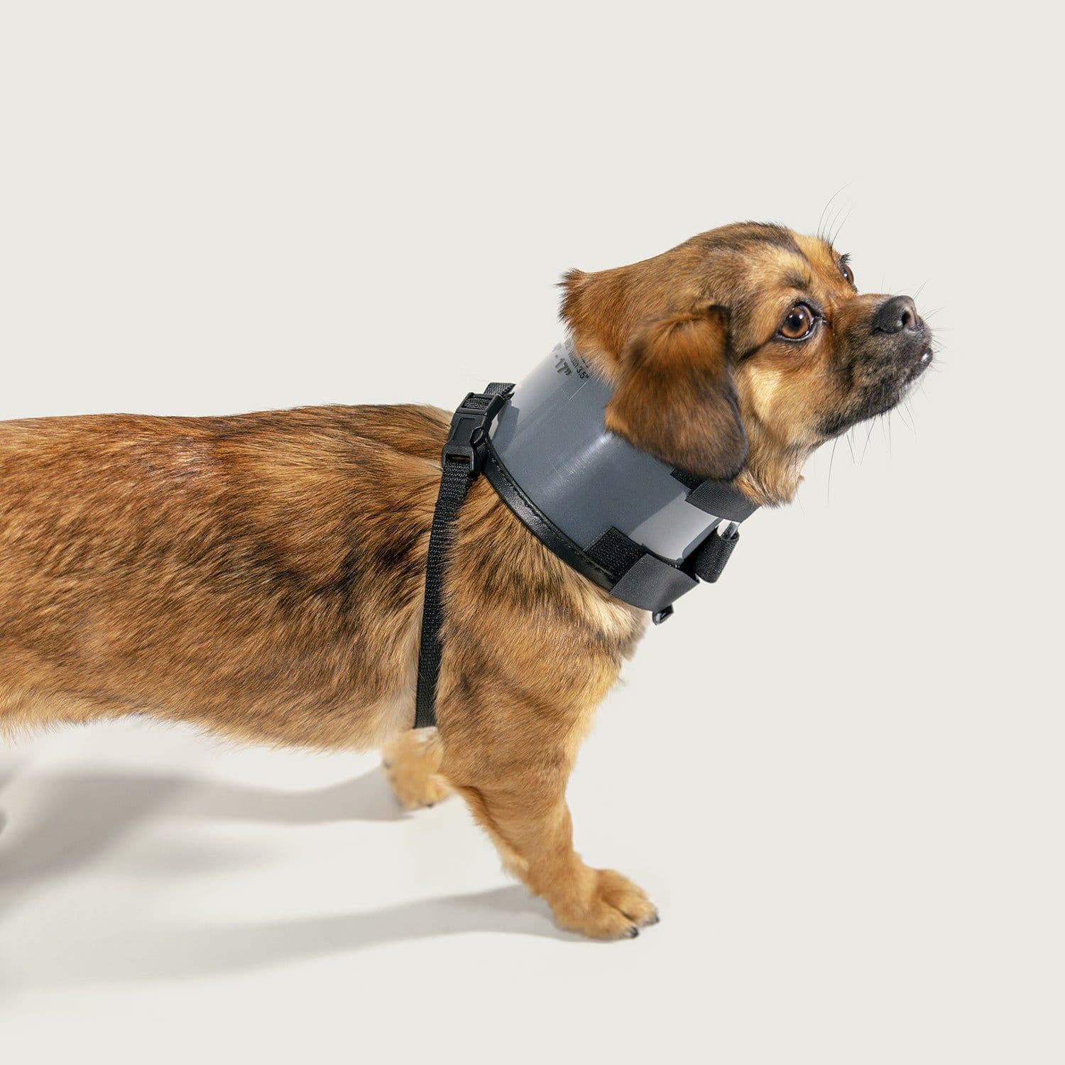 Dog neck brace sales collar