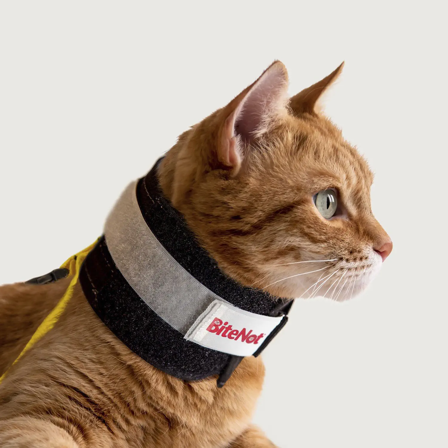 Feline veterinary cervical collar BiteNot KVP EU Ltd adjustable